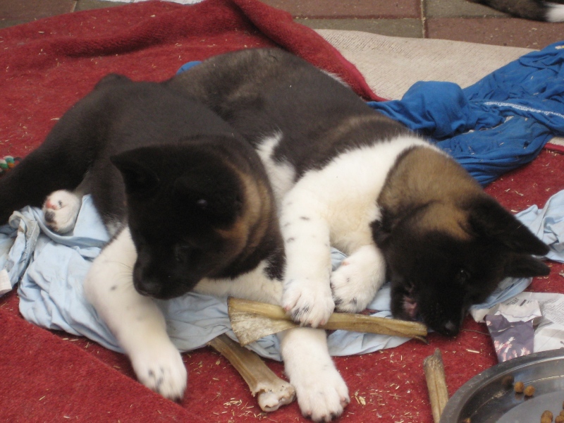 Pups